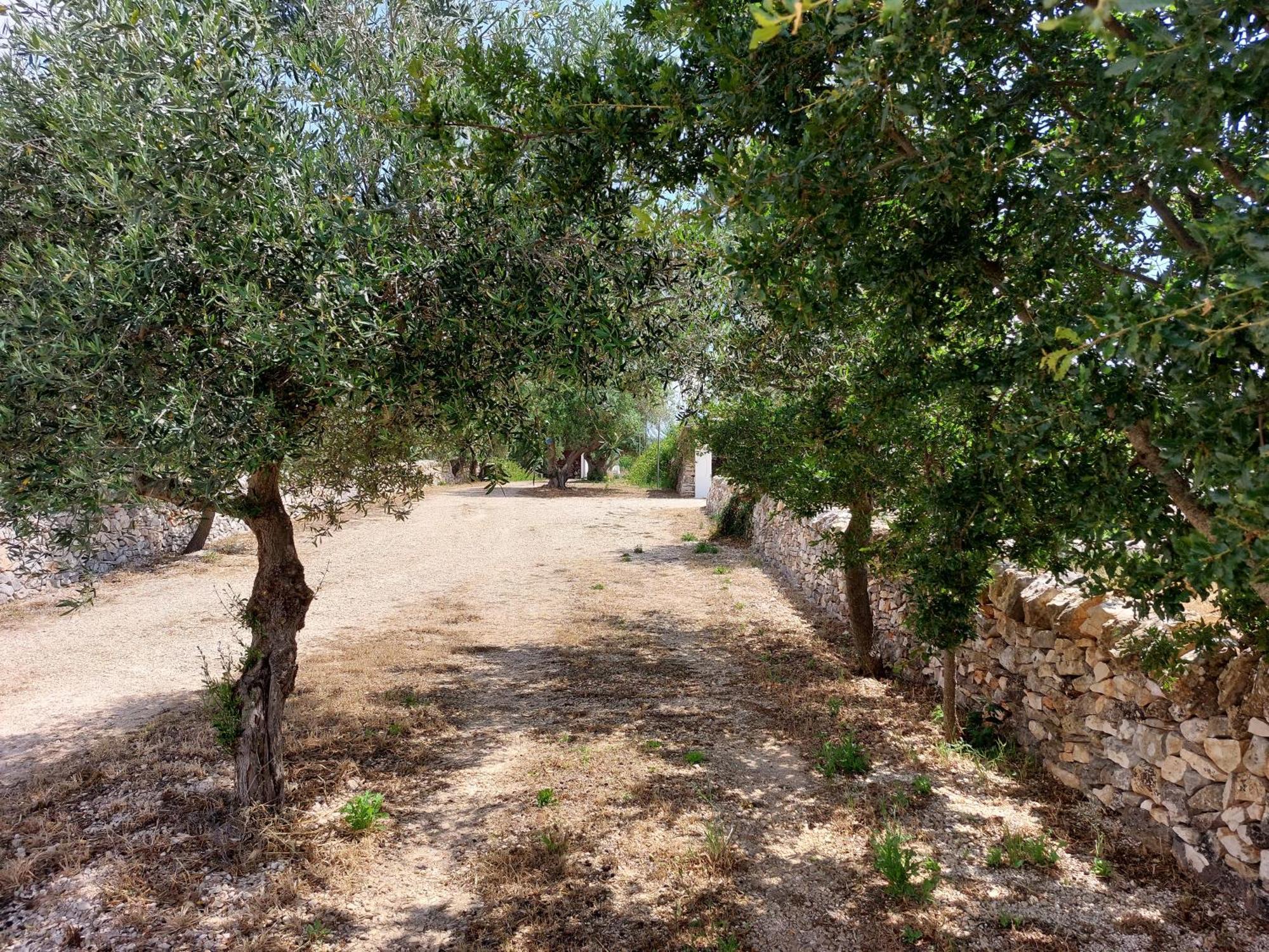 Trulli Don Diego Bed & Breakfast Ночи Екстериор снимка