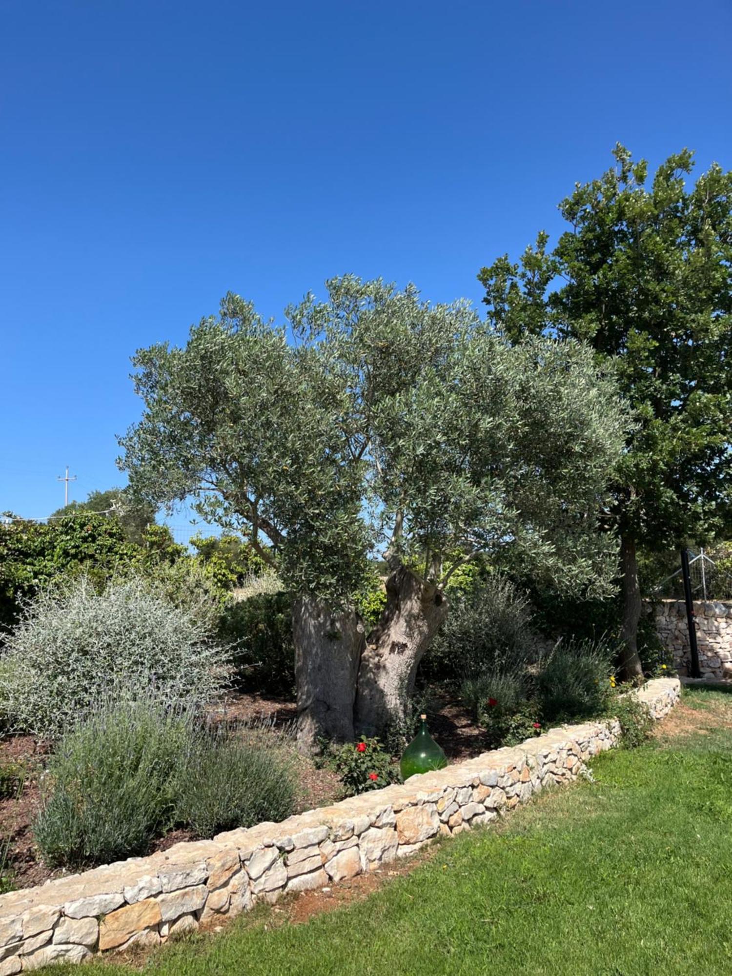 Trulli Don Diego Bed & Breakfast Ночи Екстериор снимка