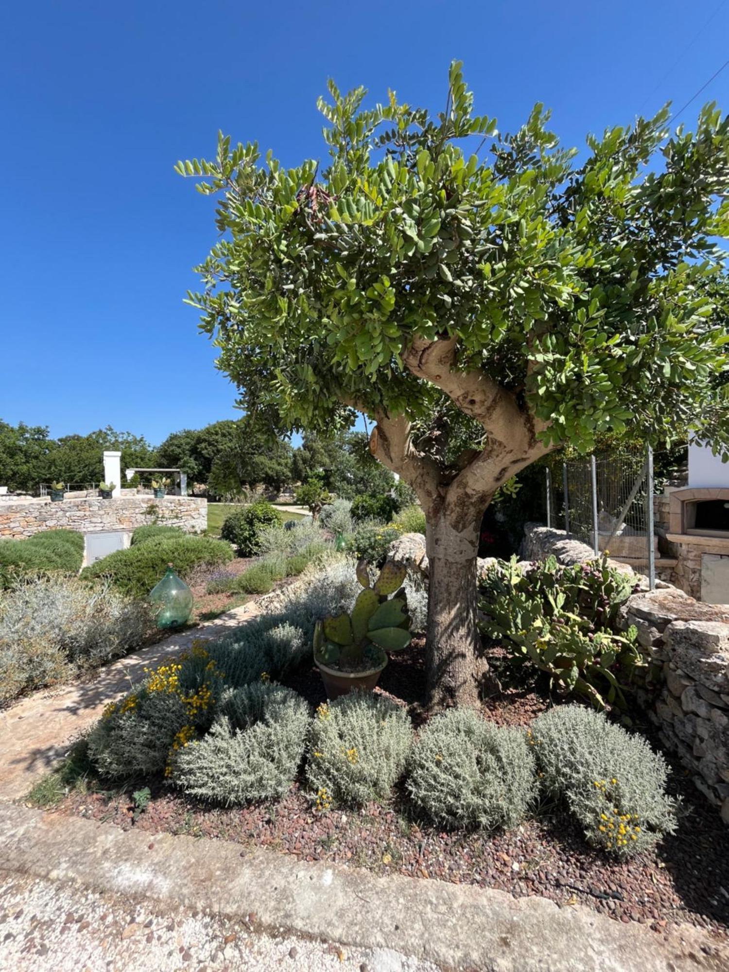 Trulli Don Diego Bed & Breakfast Ночи Екстериор снимка